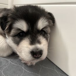 Siberian Husky Puppies from Fluffy Tail Huskies