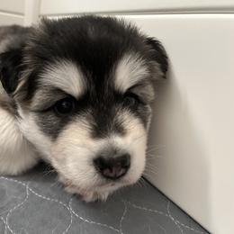 Siberian Husky Puppies from Fluffy Tail Huskies