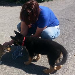German Shepherd Puppies from Central Coast German Shepherds