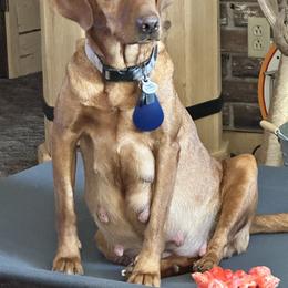 Labrador Retriever All Grown Up from Deniece & Travis Hawkins