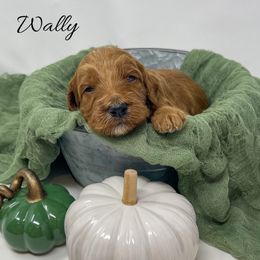 Wally - Red  male Goldendoodle puppy in State Road, North Carolina from Must Love Doodles