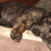 Lurchers and Salukis from Ashir Kennels