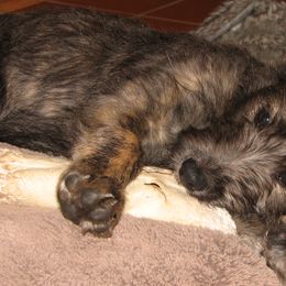 Lurchers and Salukis from Ashir Kennels