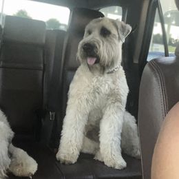 Chachi - Soft Coated Wheaten Terrier