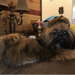 Shih Tzu puppies from Divine Hill Farm