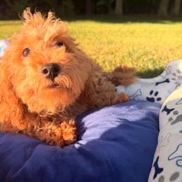 Blu - Champagne male Maltipoo puppy in Mahwah, New Jersey from Awwws-n-Pawws