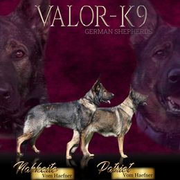 German Shepherd puppies from Valor-K9s