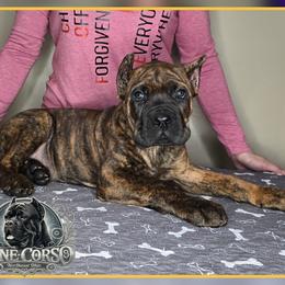 Gunnar - Chestnut brindle male Cane Corso puppy in Warren, Ohio from Northeast Ohio Cane Corso