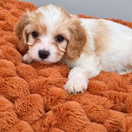 Teal- Hazel - female Cavapoochon puppy in Kountze, Texas from CaviCajun Kennels