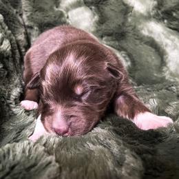 Australian Shepherd Puppies from Burdock Hill Australian Shepards