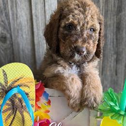 Clover Green Collar - Brown and white male Saint Berdoodle puppy in Paw Paw, Michigan from ProAct Canines