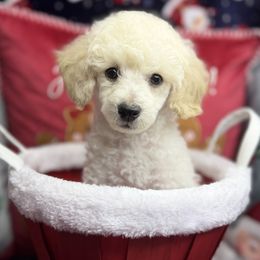 Chop - White male Poodle puppy in Palm Coast, Florida from Fiesta Pups