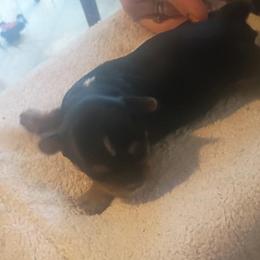 Kisses - Black and tan female Yorkshire Terrier puppy in Jacksonville, Arkansas from Royal Yorkie Terrier