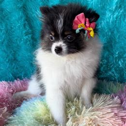 Annie - Tri-colored female Pomeranian puppy in Gainesville, Texas from Pomtastic Pomeranians