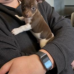 Junior - Chocolate and white male Teddy Roosevelt Terrier puppy in Troy, Ohio from Wiggle Wags Miniature American Shepherds