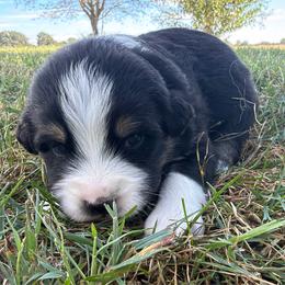 Sweet Girl 5-Black Tri - Black tri-color female Australian Shepherd puppy in Mayfield, Kentucky from Hamilton Farms