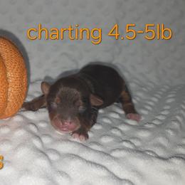 Mars - Chocolate, tan and white male Yorkshire Terrier puppy in Lakeland, Florida from You Me & The Yorkies
