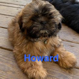 Howard - Black and tan male Shih Tzu puppy in Bloomfield, Indiana from Meihem Pups