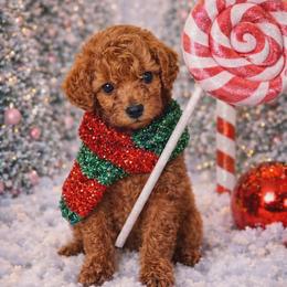 Indy Rose (was Sage) - Red female Cavapoo puppy in Salem, Oregon from Oregon Poodle Oodle Doodles