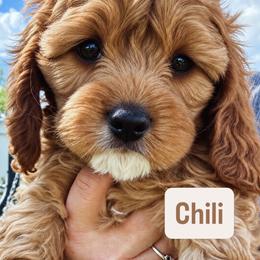 Chili - Red male Cavapoo puppy in Mona, Utah from Hearts Full of Puppies