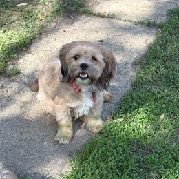 Maggie - Lhasa Apso