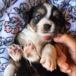 Black tri female - Black tri female Miniature Australian Shepherd puppy in Brooker, Florida from Honey, I Shrunk the Aussies