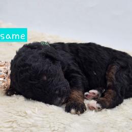 Sesame - Phantom female Bernedoodle puppy in Neillsville, Wisconsin from Granton Creek