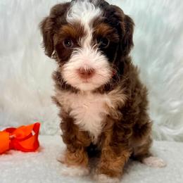 Cardamom (Cardi) - Tri-color female Australian Labradoodle puppy in Helena, Montana from Labradoodles of Montana