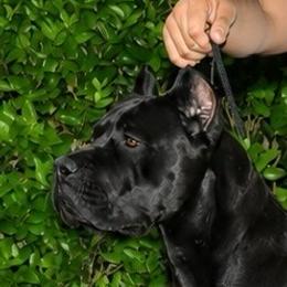 Champion Athena - Cane Corso