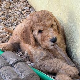W25 Male Black Collar Spanky - Red  male Goldendoodle puppy in Cape Coral, Florida from GoldenDoodles Cape Coral