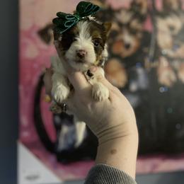 Princess - Parti female Yorkshire Terrier puppy in Yukon, Oklahoma from Tiffs Yorkie babies