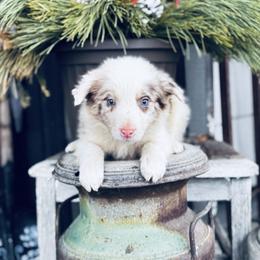 Latch x Lassie - Girl 4 - Red merle - White and red merle female Border Collie puppy in Minden, Iowa from Rocking N Registered Border Collies & Labradors