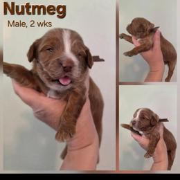Nutmeg - Brown male Cavapoo puppy in Syracuse, Utah from Just Doodling Dogs