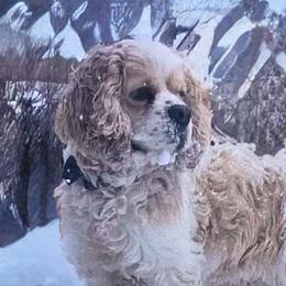 Biscuit - Companion Cross