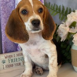 Amelia - Black white and tan female Beagle puppy in West Plains, Missouri from Puppiesulove