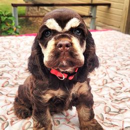 Red Girl - Brown white and tan female Cocker Spaniel puppy in Beggs, Oklahoma from Southern Country Cockers