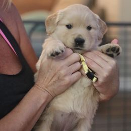 Golden Retriever Puppies from Golden Hour Golden Retrievers