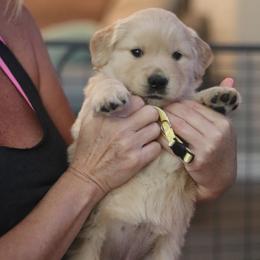 Golden Retriever Puppies from Golden Hour Golden Retrievers