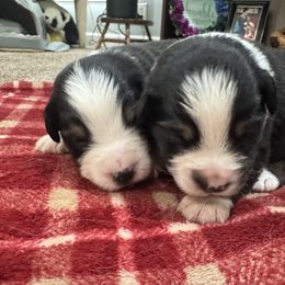 Miniature American Shepherd Puppies from Cashecho Kennel