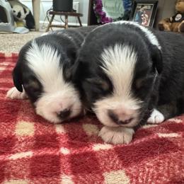 Miniature American Shepherd Puppies from Cashecho Kennel