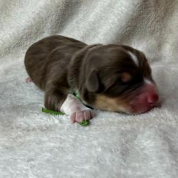 Lurch - Liver and white male American Corgi puppy in Grants Pass, Oregon from KnR Antler Dogs ~ Labrador Retrievers & Corgis