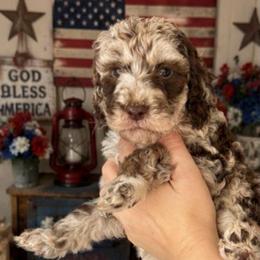 Teal Collar - Merle male Goldendoodle puppy in Christiana, Tennessee from Rechlicz Family Doodles