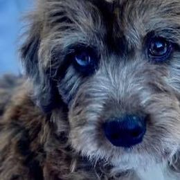 Aussiedoodles and Miniature Australian Shepherds from Buffalo River Puppies