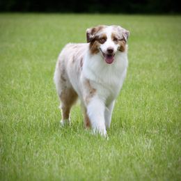 Josie - Australian Shepherd