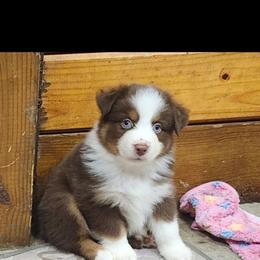 Boy 2 - Red tri male Miniature Australian Shepherd puppy in Hampton, Tennessee from TC Farms Stock Dogs - Miniature Australian Shepherds