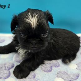 Boy 1 - Black male Shih Tzu puppy in Oakville, Washington from Garrard Creek Shih Tzus