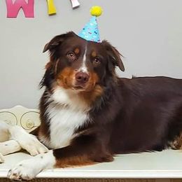 NELSON - Australian Shepherd