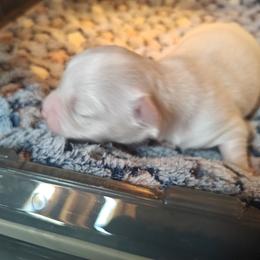 Sandz - Cream and white male Chihuahua puppy in Gray, Louisiana from Chi Chi's Place LLC