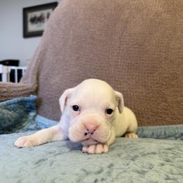 Boy 2 - White male Boxer puppy in Prestonsburg, Kentucky from Bre’s Boxers
