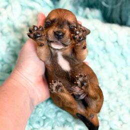 Max - Red male Dachshund puppy in Decatur, Mississippi from KP Dachshunds